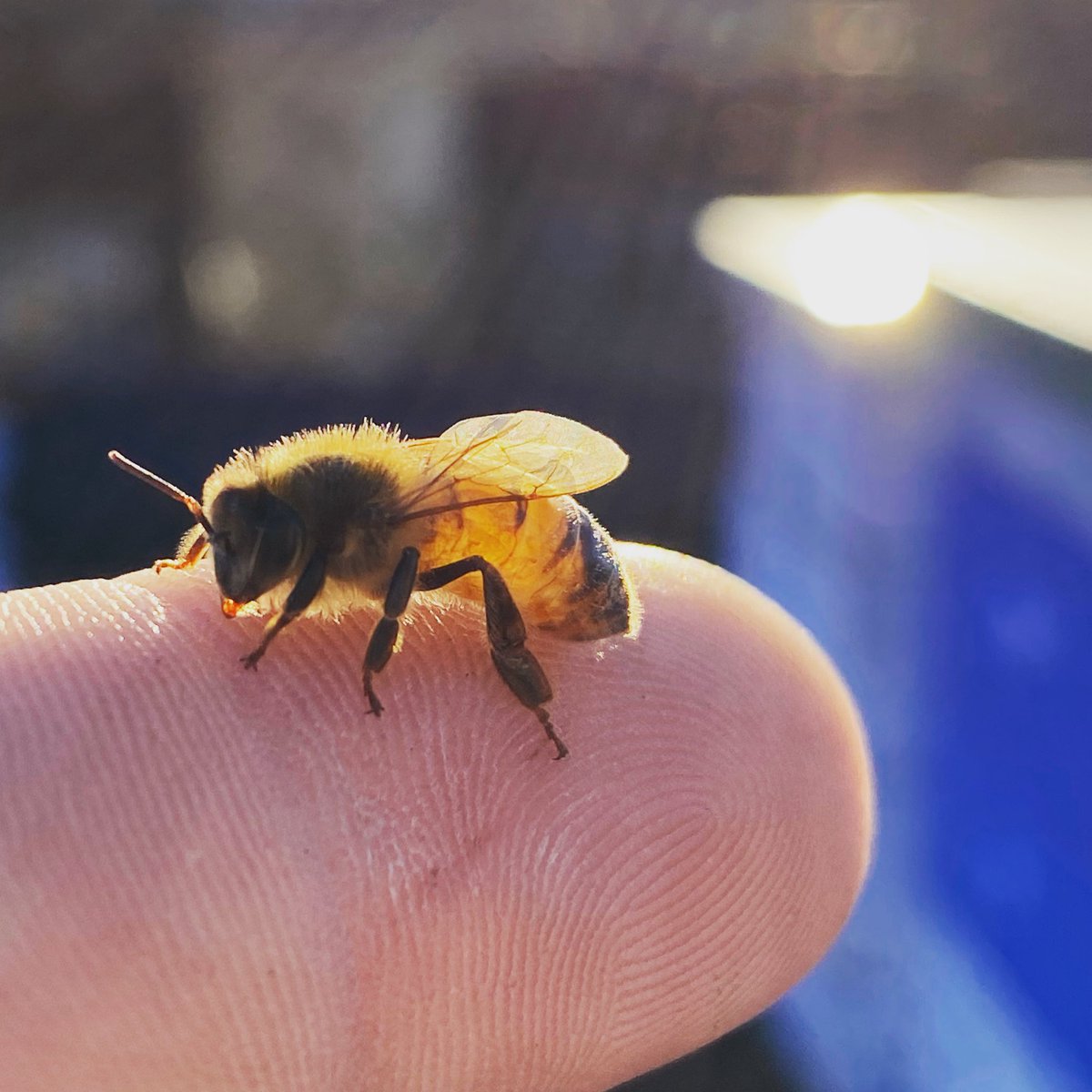 We still plan to hold the 10th Annual NYC Honey Festival in Sept. We sincerely hope the world is back to normal by then.

Our beekeepers are getting ready for the season. They are solitary workers &amp; keep good social distancing practices with other people.
📸: <a href="/nycbeekeeper/">The NYC Beekeeper</a>