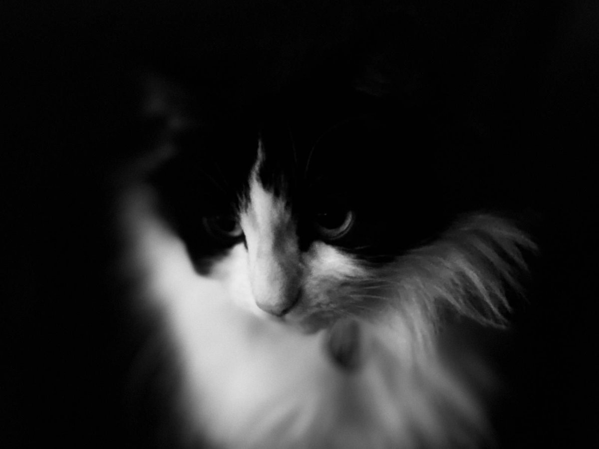 For those of you who have voiced concerns about the real boss at <a href="/IWLondon/">Innovation Warehouse</a> - <a href="/IWStartupCat/">StartUp Cat</a> - while our #coworking space is temporarily shut, she is currently social-distancing in Shad Thames. #catsonlockdown #catsinquarantine #petsatwork #coronavirus