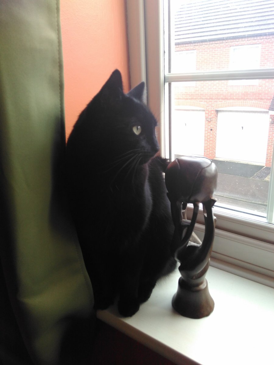 BGSenquiries's tweet photo. Our enquiries team are still busy working at home, just in a slightly different way & with some new colleagues. Please do email us at enquiries@bgs.ac.uk if you need to ask us a geology related question.
#RockingRemotely #BGSFromHome #BGSRocks #BGSPets #COVIDใผ19 @BritGeoSurvey https://t.co/b7dWkL0hLv