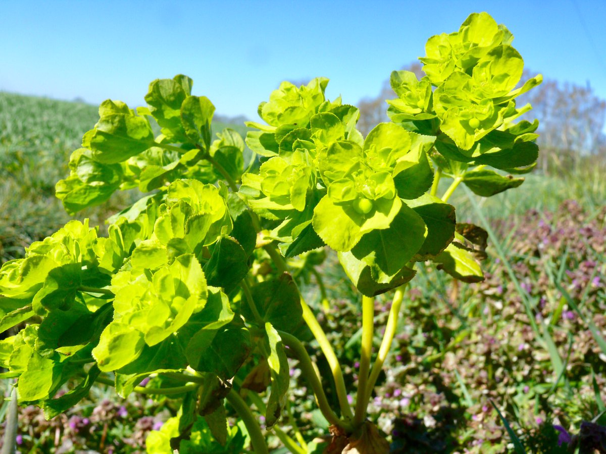 Kroontjeskruid in een berm in <a href="/bergendalgem/">Gemeente Berg en Dal</a> <a href="/kiekdor/">kiekdor</a>