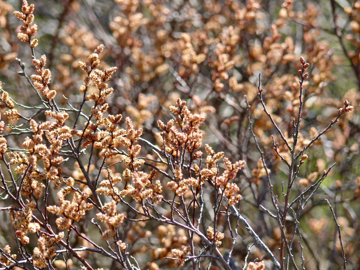 Ook in de <a href="/bergendalgem/">Gemeente Berg en Dal</a> kun je bloeiende #Gagel tegen komen. <a href="/kiekdor/">kiekdor</a> Vlooienkruid.