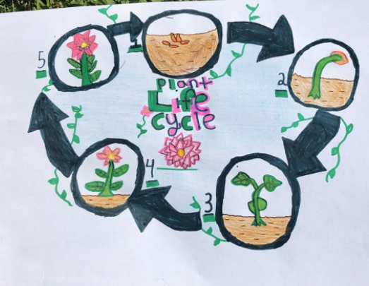 Ms_Guebara's tweet photo. Check out these beautiful life cycles! @MorenoMustangs 
Thanks for the awesome assignment @MsNeihouse https://t.co/bNEgAqj6Jc
