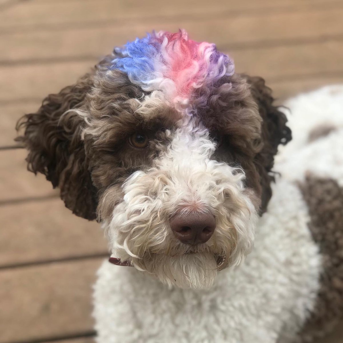 AuggieIn's tweet image. Crazy “H” Day 🧢🎩! @MaadMavis is looking extra thrilled because we’re celebrating her birthday 🥳. #ccsgoesvirtual #CarmelCares