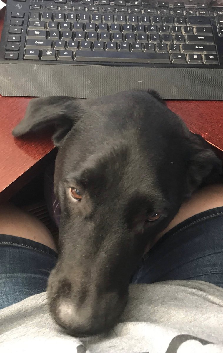 ExecAssistLLC's tweet image. I #keepworkgoing everyday because I always #WorkFromHome. My sweet pup Sparky likes to sleep under my desk while I’m working and then pop up periodically to remind me to take a break. (Pls excuse my dirty keyboard) @teamwork