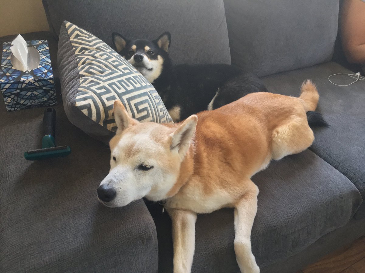 schroee's tweet photo. #chewbear #junebug #shiba #shibainu #shibapack #shiblings #bored https://t.co/iUYEZQR7Pi