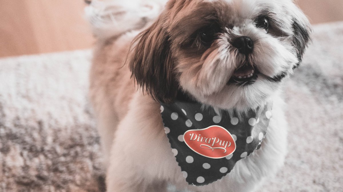 TheDivaCup's tweet photo. OK, weβve been working on this one for a while. Excited to finally announce our new, elite squad of specially trained dogs here to get you through your period with waggy tails and snack-fetching capabilities. #DivaPup https://t.co/hohWvoDqRK