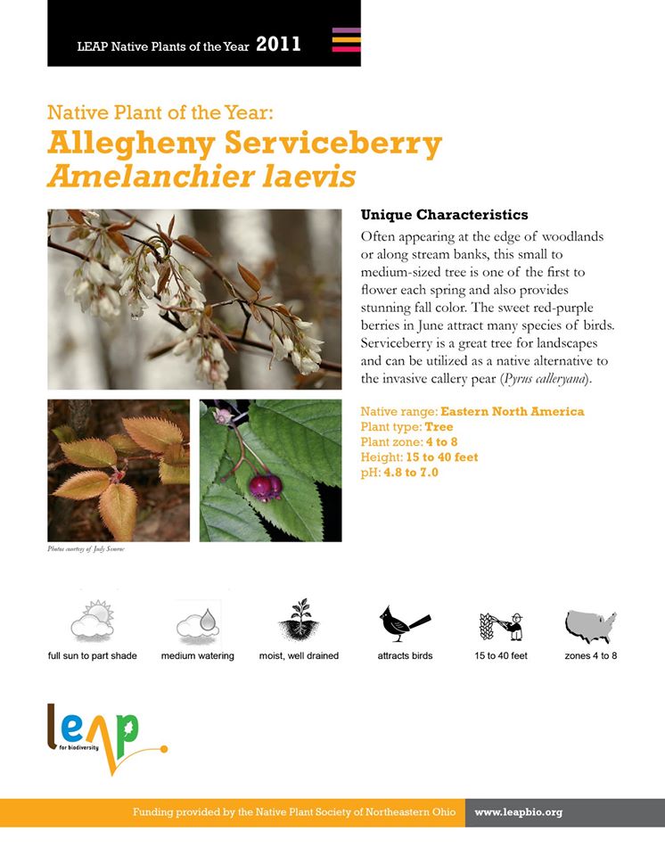 CMNHedu's tweet photo. Allegheny Serviceberry is kicking us off on our Ohio Native Plant Month Adventure! Read the fact sheet below to learn more about this amazing native plant! #OhioNativePlantMonth #LEAPBio https://t.co/zdKbFS0LUo