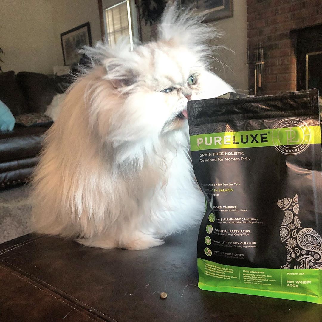 PureLUXEPetFood's tweet image. It's crazy hair day every day when you're social distancing! 😼

#PureluxePetFood #PersianCat #EliteNutrition #RealTransparency