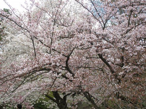 BrooklynBased's tweet photo. While you can’t go see the cherry blossoms at @brooklynbotanic IRL, you can look at our pretty pics from previous years.
https://t.co/tod6kY1iat
#spring #cherryblossom #flowers #sakura #pink #nature #brooklynbotanic #cherryblossoms https://t.co/Y1WEhmH8O3