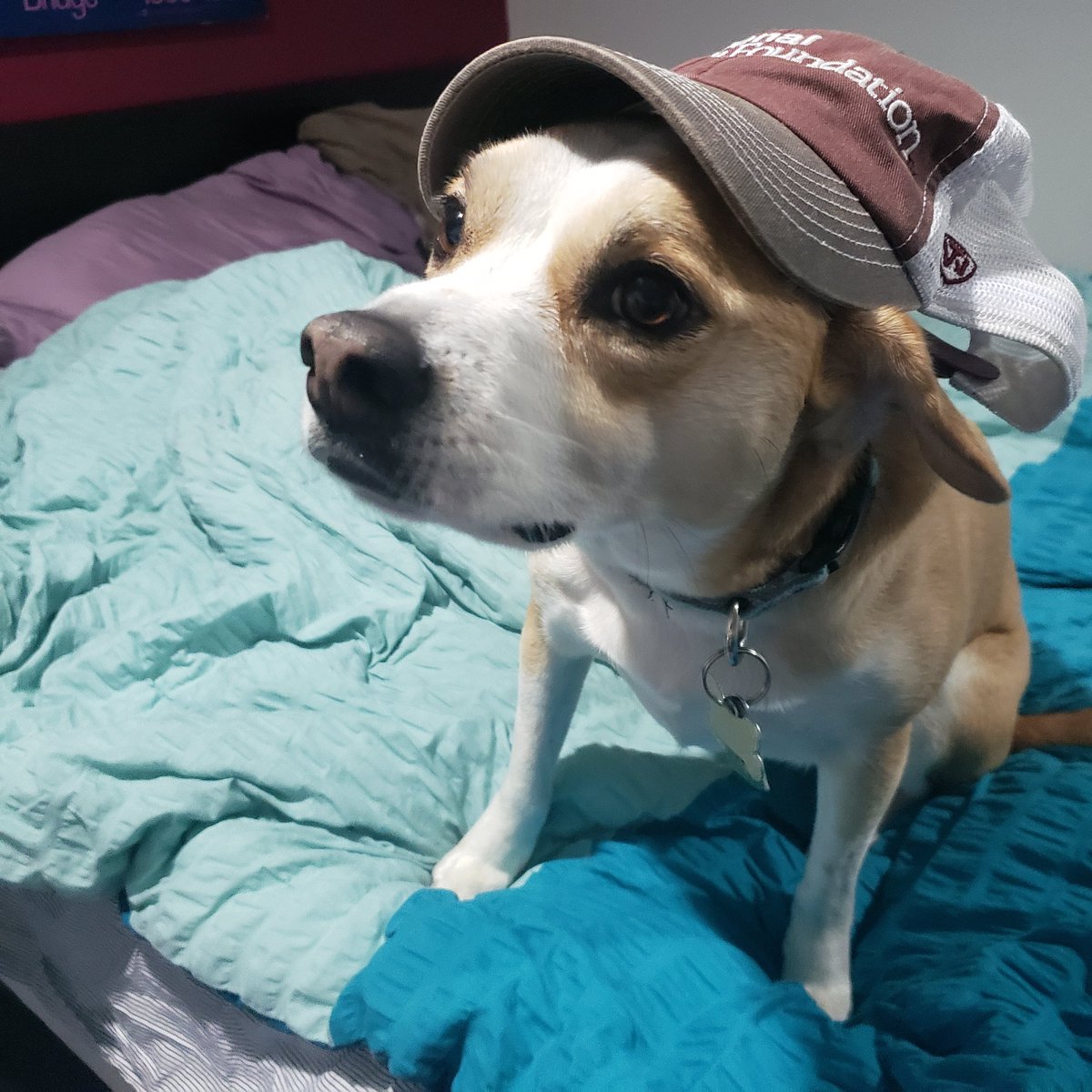 Pickle isn’t thrilled to be wearing this Find Your Park hat, but wants you to know that you can do it! If Pickle can wear this hat, you can get through this day! #FindYourPark  #EncuentraTuParque