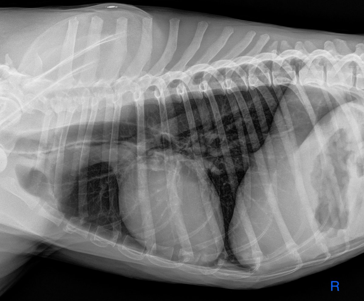 VetCT's tweet photo. It's Your Case - Day 7
9 yo FS Staffordshire Bull Terrier. 2-3 month gradual weight loss. Recently declining appetite and now anorexic.
Read the full case here: https://t.co/jLTV0ewt2m
#WednesdayWisdom #VetStudents #DailyCase #Academia https://t.co/Vy3QNCt6MJ