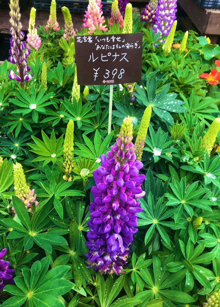 あなたは私の安らぎ Twitter Search Twitter