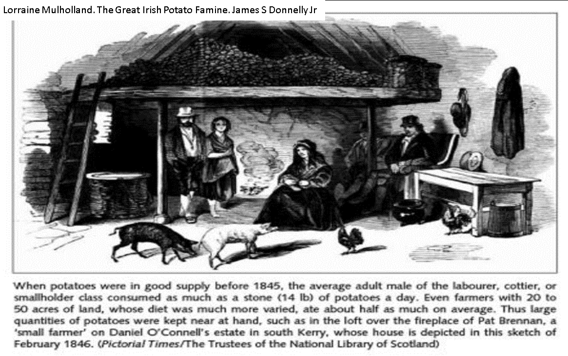 The generation confronted by the Great Famine 1845 was the 1st in which the potato was the staple diet of the rural poor. It has been estimated that country men of working age consumed as much as 14 pounds a day in 3 equal meals! In loft over fire in this 1846 Co Kerry sketch.
