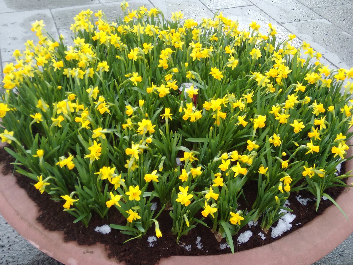 IHumaloja's tweet photo. Neiti kevät on tullut taas iloisine, keltaisine ilmeineen. Kiitos tästä @Tamperekaupunki. Tätä tarvitaan.#Tampere https://t.co/uUDa5oHJL1