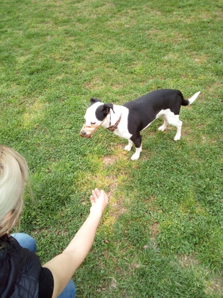 HalyavaSochi's tweet image. Сочи.
❗️СРОЧНО❗️Навагинская!!!
Найдена собака с намордником и ошейником. В руки не даётся.
Хозяин, отзовись!
Максимальные репосты❗️❗️❗️❗️❗️❗️

+7 918 611-27-28
Автор: Елена Мефёд 
#помощьживотным #помощьживотнымсочи #помощьбездомнымживотным #найденасобака