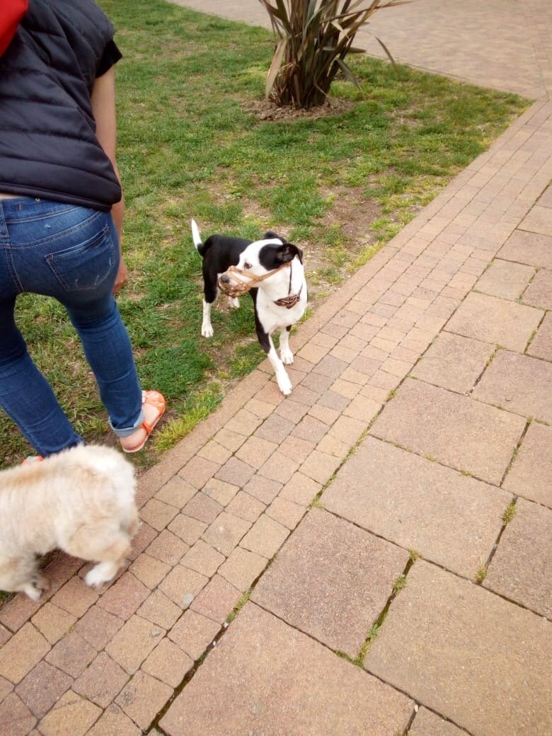 HalyavaSochi's tweet image. Сочи.
❗️СРОЧНО❗️Навагинская!!!
Найдена собака с намордником и ошейником. В руки не даётся.
Хозяин, отзовись!
Максимальные репосты❗️❗️❗️❗️❗️❗️

+7 918 611-27-28
Автор: Елена Мефёд 
#помощьживотным #помощьживотнымсочи #помощьбездомнымживотным #найденасобака