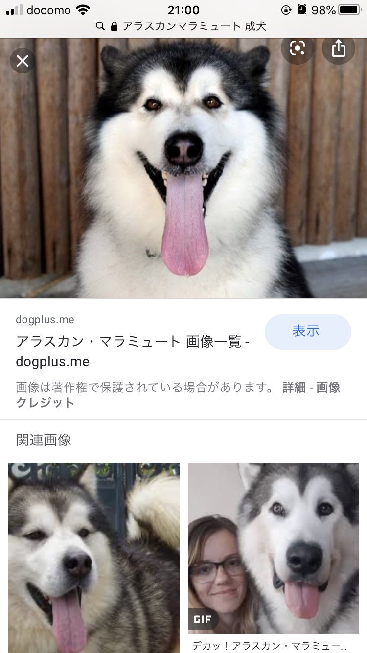 100以上 アラスカンマラミュート ハスキー っ ぽい 犬 Okepicty4q8