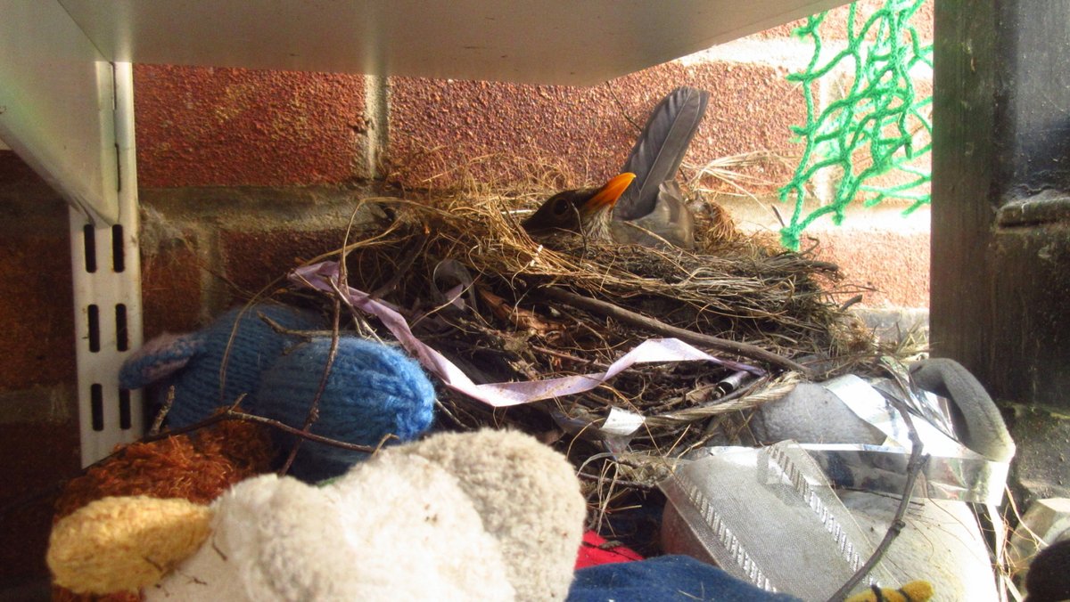 naturebygreen's tweet photo. Just received lovely update from primary school teacher. Blackbird that nested in Reception class outdoor cupboard for past few years is nesting again.
Photo taken by pupils during Wildlife Wonder day last year #NatureRichLearning
@SIBirdClub @Natures_Voice @BBCSpringwatch https://t.co/Pra6VDzYwV