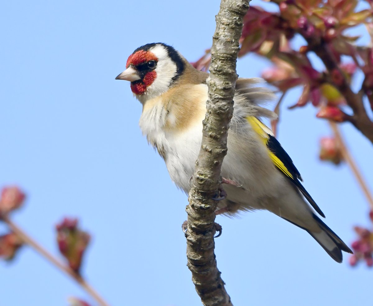 1. Goldfinch Had to start with a Goldfinch, as they're the most numerous birds to be seen in my garden! Have you seen a Goldfinch during lockdown? #LockdownGardenBirdsSeen 