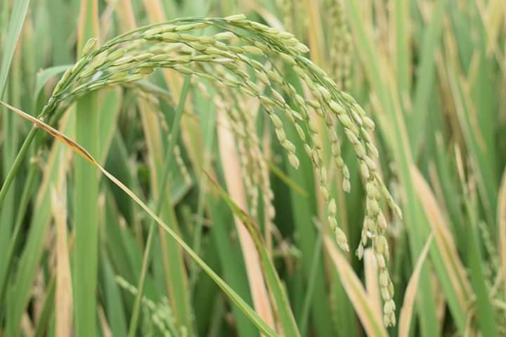AbdinasirAbdiH's tweet photo. Somali farmers are doing great work and lets encourage them buying crops they produce. #gofarming #timeforproduction @caaqil_iimaan https://t.co/eE1RMRDCzf