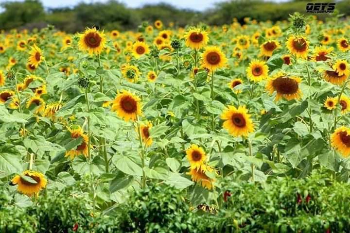 AbdinasirAbdiH's tweet photo. Somali farmers are doing great work and lets encourage them buying crops they produce. #gofarming #timeforproduction @caaqil_iimaan https://t.co/eE1RMRDCzf