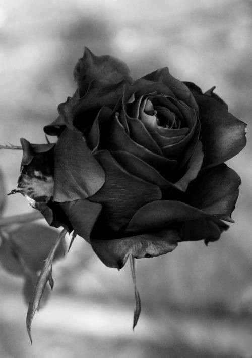 "ดอกกุหลาบสีดำ"หลายคนคงให้สีดำแทนความเสียใจ โศกเศร้า  แต่ความหมายของกุหลาบสีดำแท้จริงแล้วความหมายที่ลึกล้ำ เจ้ากุหลาบดำ นั่นคือ..นิรันดร์ ดังนั้นดอกกุหลาบดำที่หมายถึง"รักนิรันดร์ และมันไม่เคยมีจริง"
:รักกันจนชั่วนิรันดร์คือ"ไม่มีอยู่จริง"