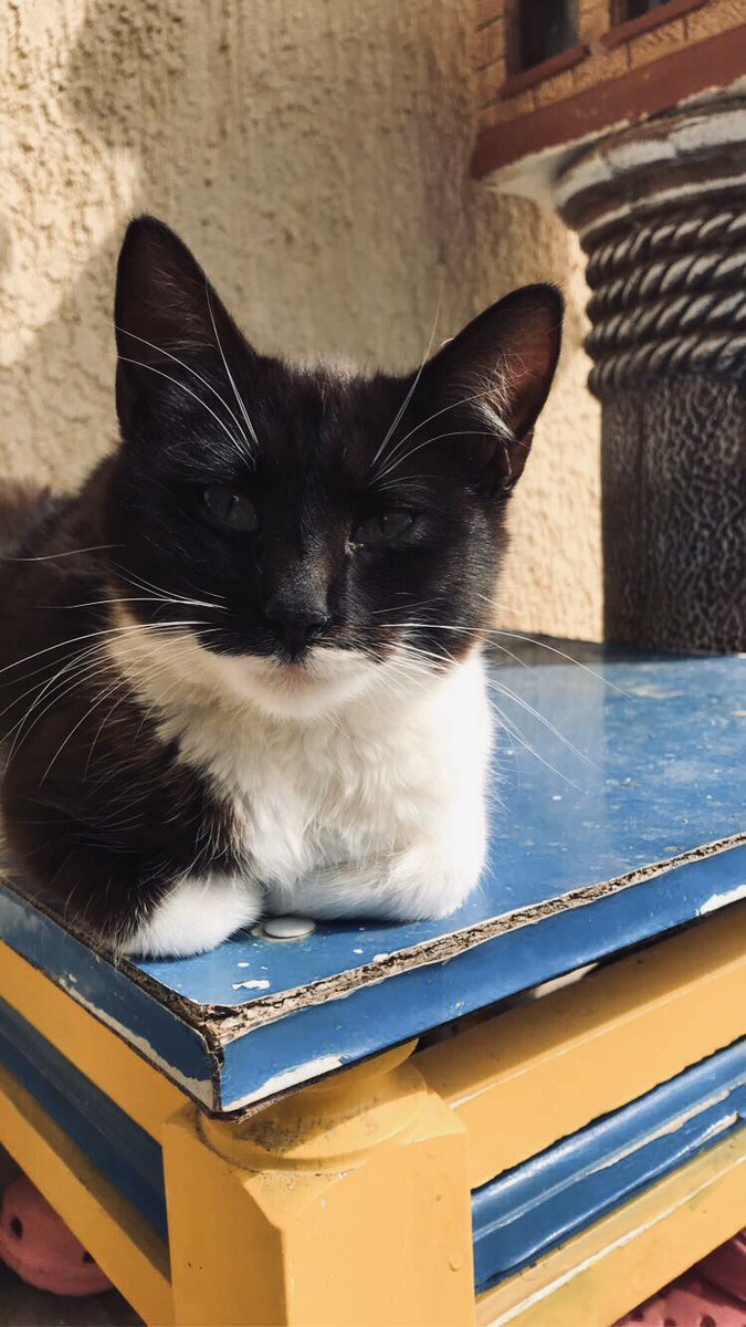 _nikos_00's tweet photo. #my_cat #my_kitty #my_love #HappyApril #hipster #cat_lover #cat_person #GoodEvening #black_and_white_cat https://t.co/dpcDuLGPKs