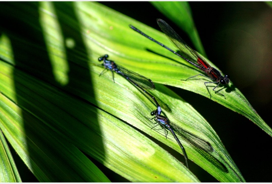 Next up then from my Costa Rica archives: these three beautiful Damselflies. There are at least 268 species of Odonata (that& #39;s damselflies and dragonflies) in CR, and new species are found all the time. The rainforests are buzzing.