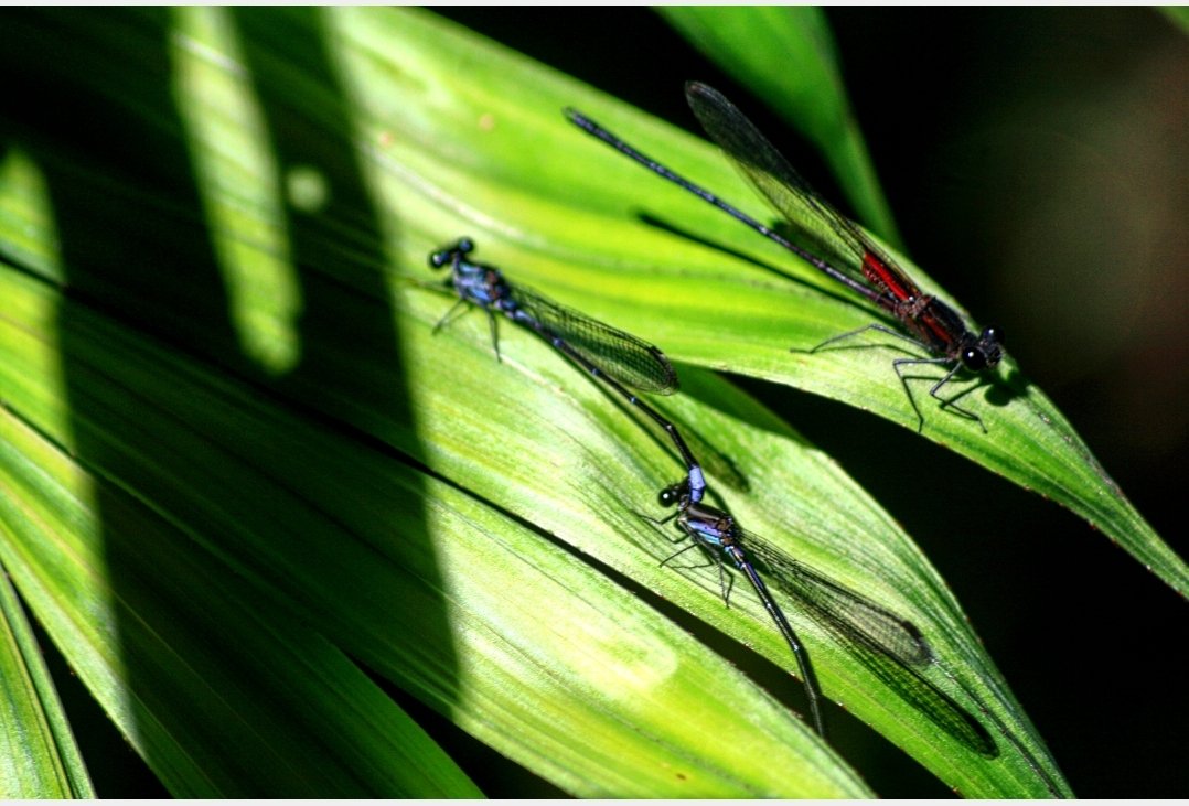 Next up then from my Costa Rica archives: these three beautiful Damselflies. There are at least 268 species of Odonata (that's damselflies and dragonflies) in CR, and new species are found all the time. The rainforests are buzzing.