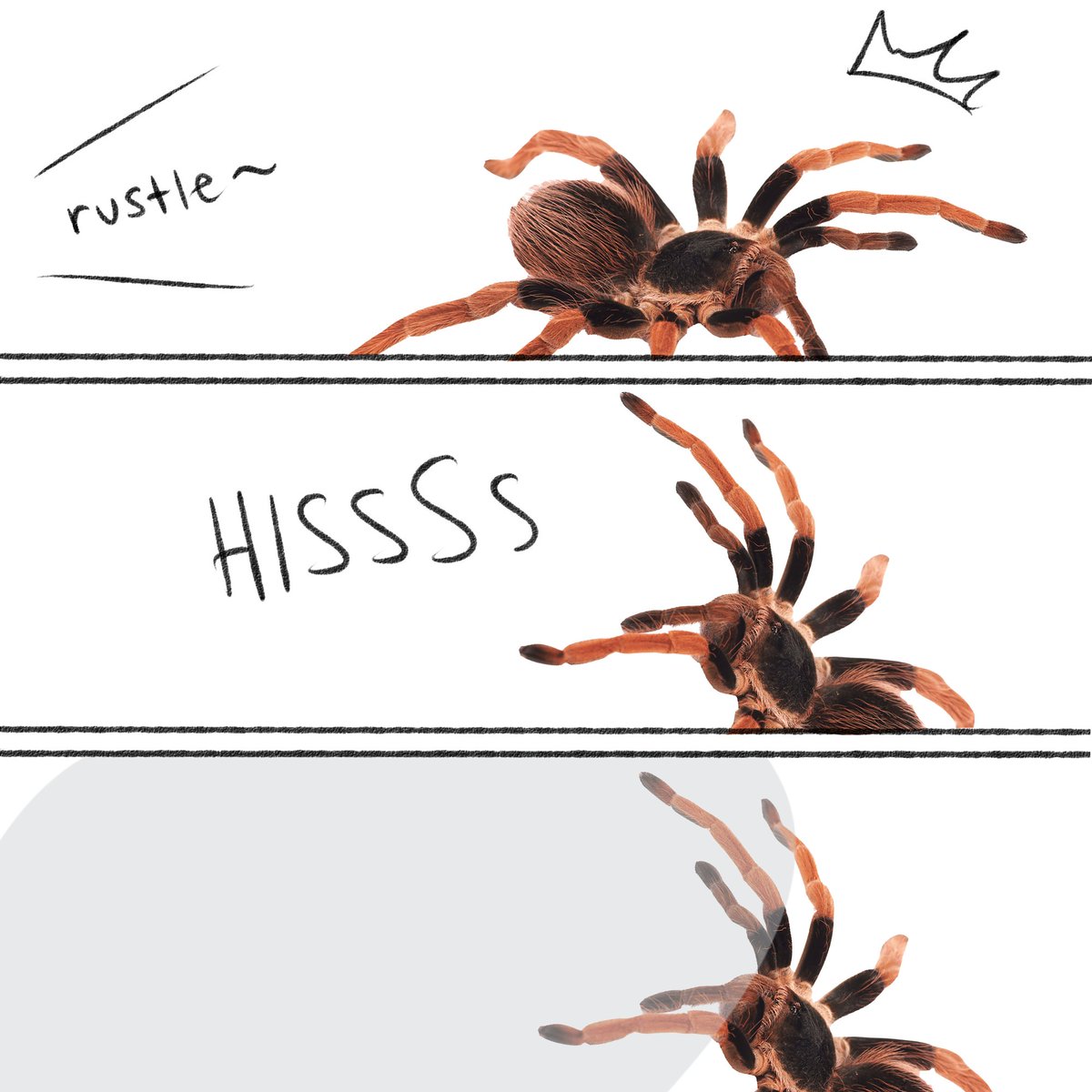 "How do you catch Tarantulas in Animal Crossing?" 