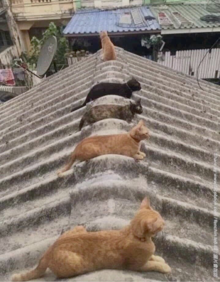 ⁦<a href="/Number10cat/">Larry the Cat</a>⁩ if only the humans would follow suit.