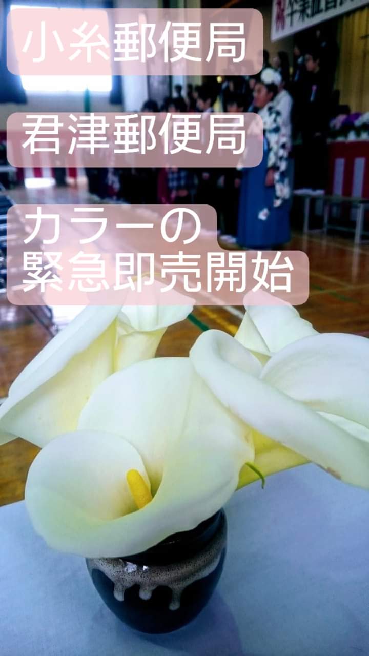 下田けんご 地元の花農家の苦境を知り 郵便局さんが店先でカラーの緊急即売を開始 小糸郵便局と君津郵便局の店先で 小糸花卉かき園芸組合さんのカラーを ひと束300円で無人販売しています 断水の時も高齢者に水を届けた郵便局さん 今回もさすがの