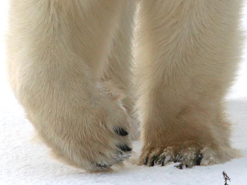  #ES_F  $SPY  $SPX Doing some covering down here. Paw in. 