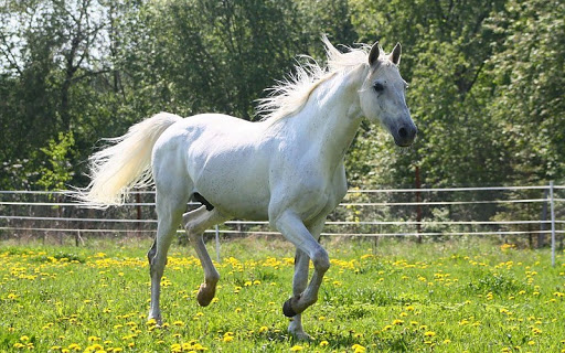 FanHenderyFR's tweet photo. PHOTO | 20200401

Mise à jour du compte Weibo du Prince #HENDERIC

« Je vous présente mon nouveau compagnon ! J'ai décidé de me déplacer différemment désormais, lorsque je viens à votre rencontre » 🐎

#its_arki https://t.co/YwRM8QBESZ