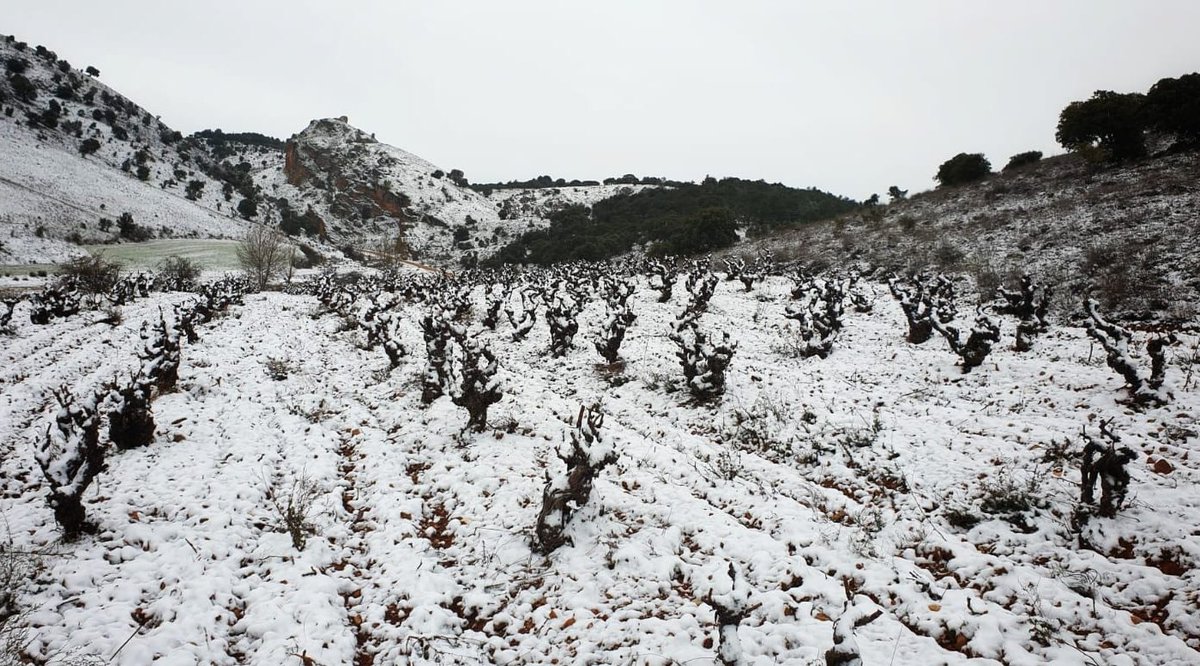 CalidoscopiVino's tweet photo. Imágenes cubiertas de blanco que nos llegan desde Milsetentayseis, en Fuentenebro, la zona de más altitud de Ribera del Duero. https://t.co/Wlw6Ztq0Bw