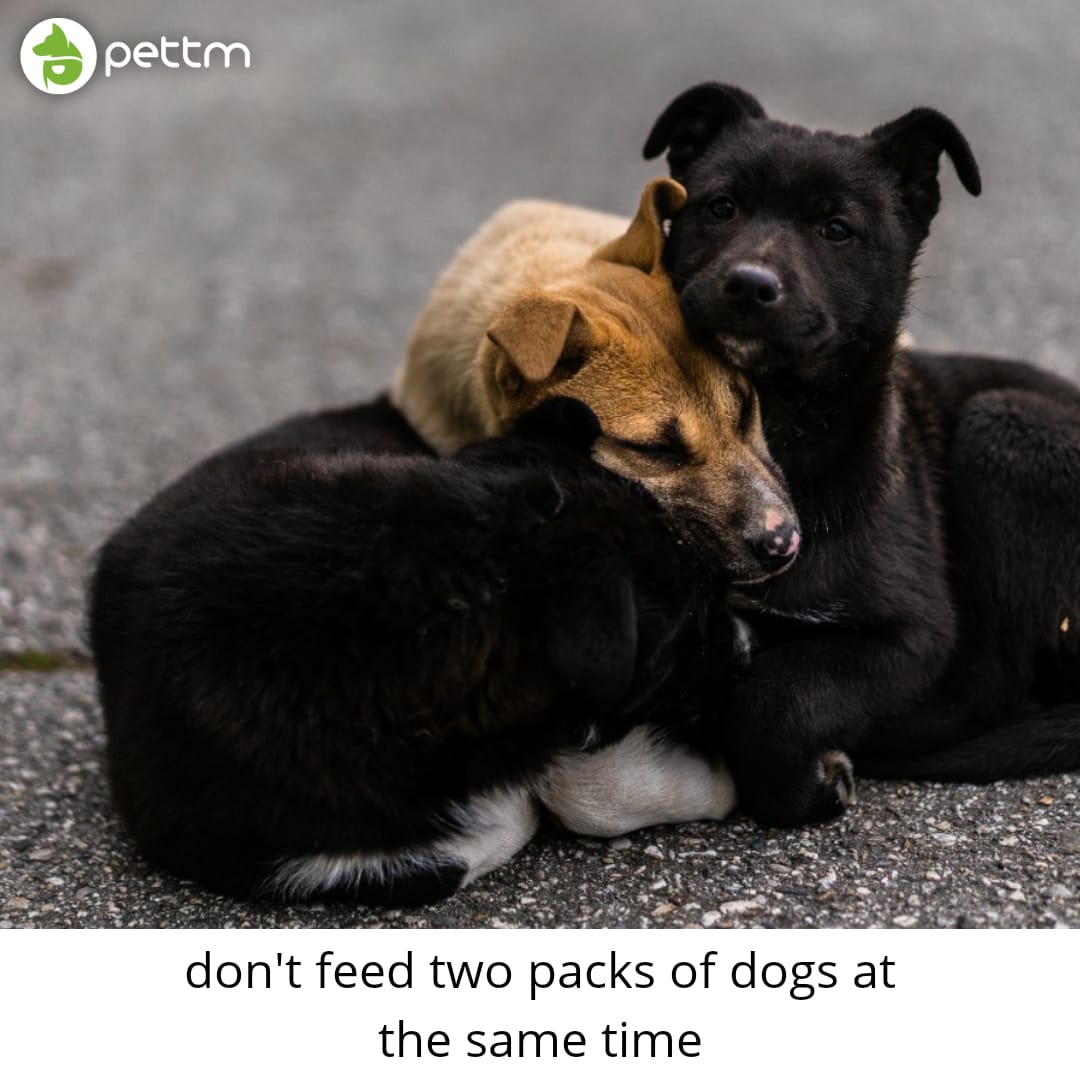 pettmapp's tweet photo. If there are two packs of dogs 🐕 then feed them at different times and places. They will get violent as they are very territorial animals
#pettm #feedthestrays #animals https://t.co/jsnSf1O9Je