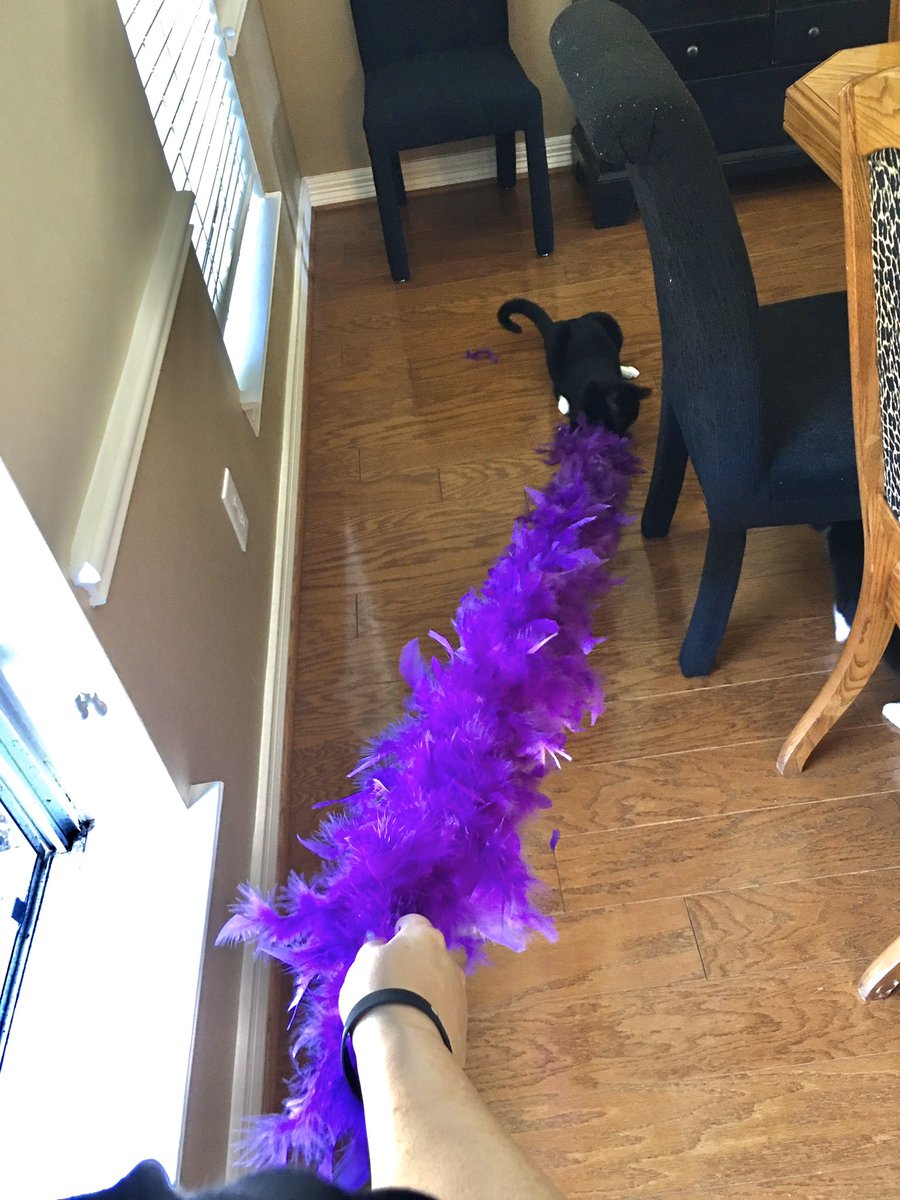BerryMiller_JH's tweet photo. π«Not an #AprilFools joke. Dr. McKnight was filming for an upcoming #BobcatBroadcasting with her famous #boa & #tiara. It is later reported that her domestic #animal Sabrina tried to abscond with Dr. McMannersβ boa!β€οΈππΎπΈπΌ #ShesNotHavingIt #FurryCreature #Rivalry #BobcatPride https://t.co/DrIIZWvSiu