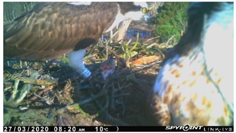 It's YC he's back!! The value of bird ringing,  our male has been at this nest for 6 years! He is 12 years old, ringed as a chick 2008, Glaslyn, North Wales!