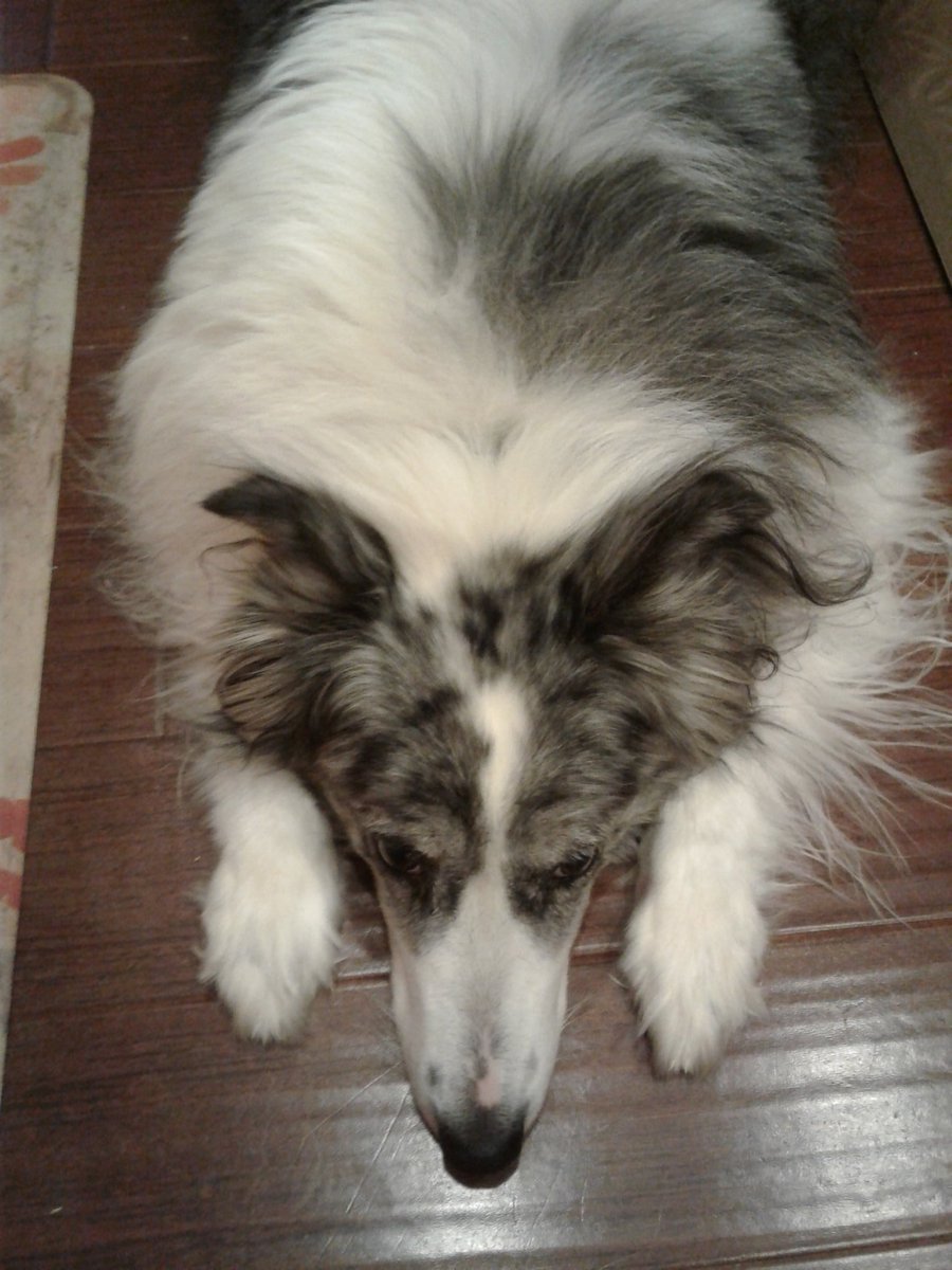lmkundig's tweet photo. Karma is just exhausted from all the walks she is getting since I've been home. #virtualpanda @PboroElementary @kendrafisher82 https://t.co/qHCWeo5dzI