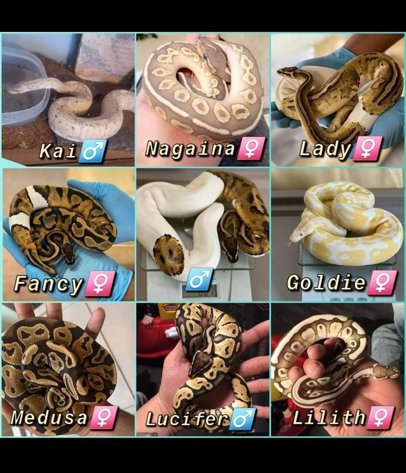 Look at mine and @stonedcarpentry beautiful collection, i love our Danger Noodles 🥰 https://t.co/RaL<a class="tags" href="/tag/stonedcarpentry">@stonedcarpentry</a><a href="/tag/manyvids"class="tags"><span>#manyvids</span></a>