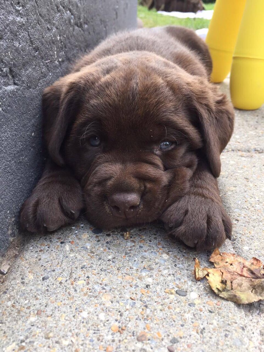 voldeNFN's tweet photo. @CoachTimmyIQ When he was 8 weeks old :) https://t.co/QF9JfSDjti