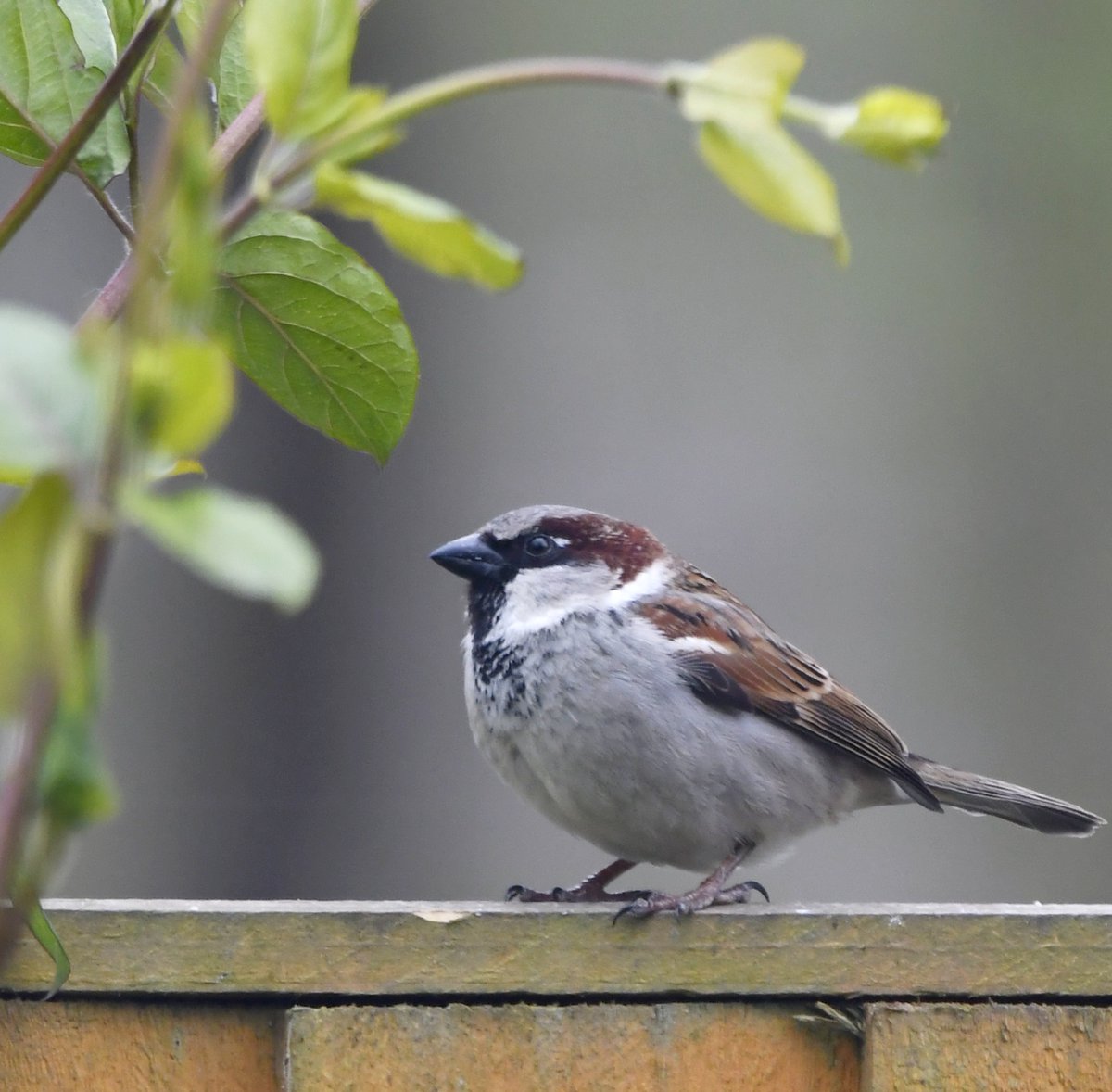 2. House Sparrow Much excitement when I saw this male House Sparrow, the first I had seen in my garden for months!Have you seen a House Sparrow during lockdown? #LockdownGardenBirdsSeen 