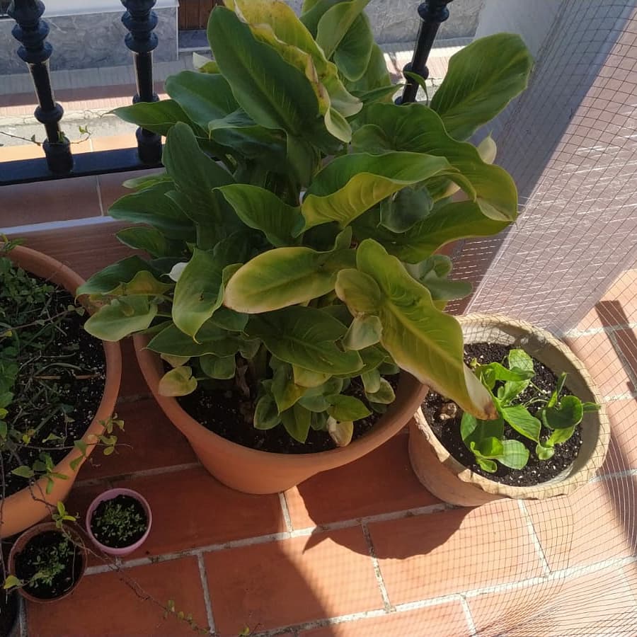 Loratour's tweet photo. Nos mandan algunas imágenes de flores en nuestros patios, balcones o azoteas. 👏👏 Empezamos abril con colores!!!❤ https://t.co/VD6wV14OUD