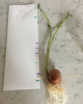 eriksonmath's tweet photo. Here is a "playful invitation" using a BIG IDEA: All measurement involves a “fair” comparison. From @playfulinvite

https://t.co/ZrMaMwFql2 https://t.co/zye1MNHRvW