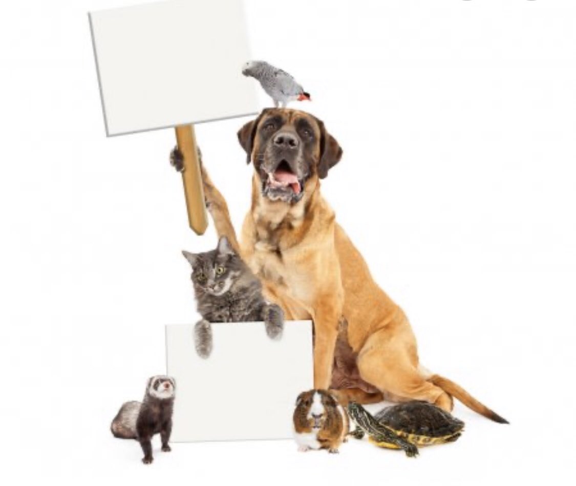 StMarysPats's tweet photo. Our first in house google classroom competition starts today! Show off your pet or pet rock! 🐶🐠🦜 Upload your pictures by Friday. Family room with the most pictures wins the St. Mary’s statue !! https://t.co/tFKDxKu8s8