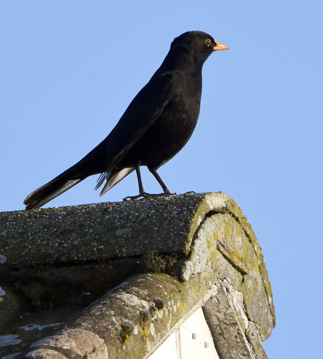 3. Blackbird Both males (in pic) and females are regular visitors, having a lawn is very important to many birds!They're the most regular birds in my bird bath. Have you seen a Blackbird during lockdown?  #LockdownGardenBirdsSeen 