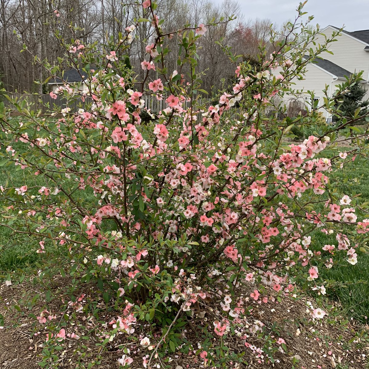 Ð“£ð“»ð“ªð“¬ð”‚ On Twitter Chaenomeles Speciosa Toyo Nishiki I Think This Flowering Quince Wins The Show Off Award In The Front Yard This Year It S Been Blooming Since Early March Chaenomelesspeciosa Floweringquince Https T Co Nhoue8cnlw