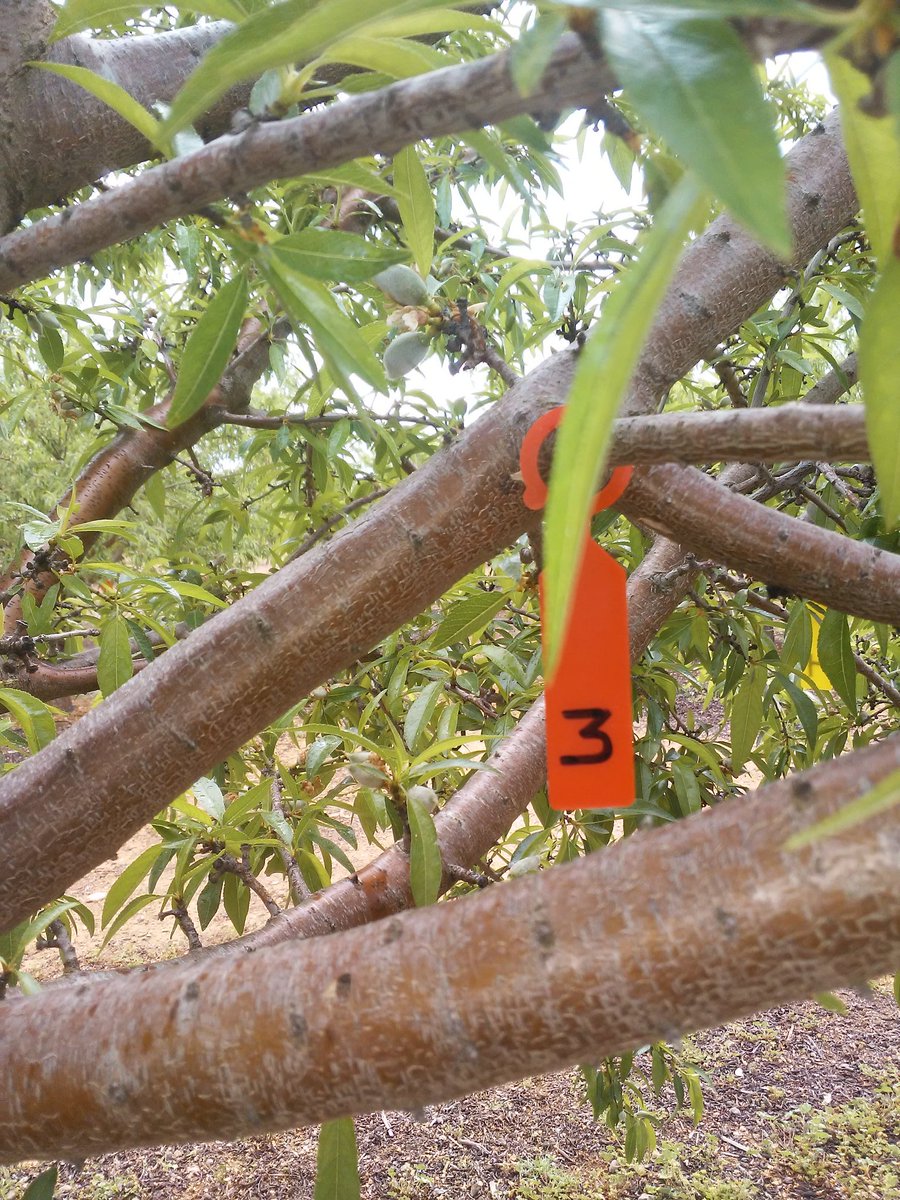 BisariAgro's tweet photo. Hoy hemos realizado el seguimiento de este #ensayo de #polinización en #almendro, tomando datos de cuajado de frutos
#pollentech #tech&amp;polen https://t.co/06vUCNfpxj