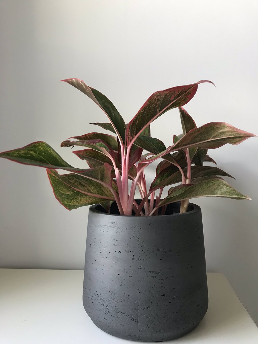 Love this new addition in my bedroom and it’s air purifying too! Thank you <a href="/patch_plants/">Patch</a>