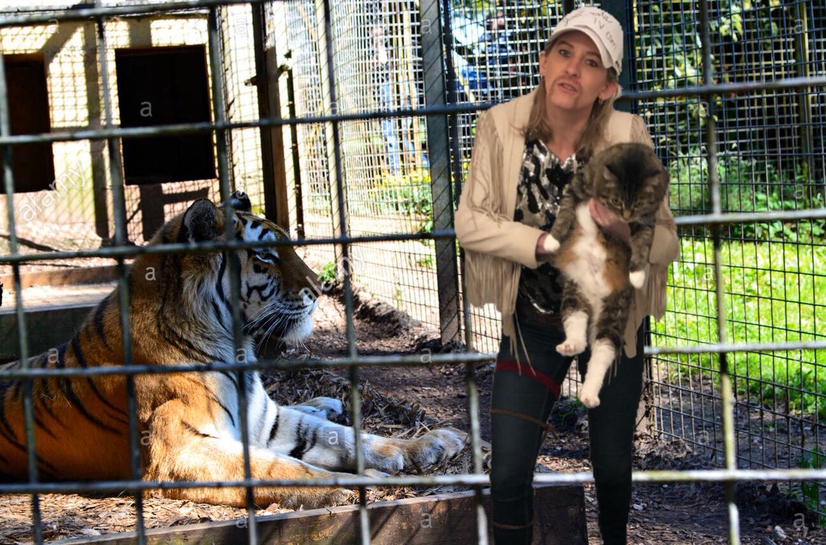 There is a very emotional connection between me and these cats. Extreme.
#tigerkingmemes #TigerKing #AnimalCrossing